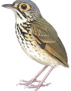 帕拉蚁鸫 / Snethlage’s Antpitta / Hylopezus paraensis
