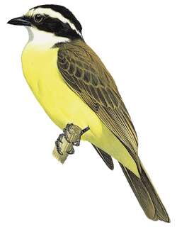 白须短嘴霸鹟 / White-bearded Flycatcher / Phelpsia inornata