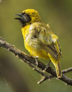 小织雀 / Little Weaver / Ploceus luteolus