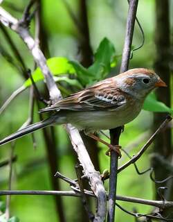 田雀鹀 / Field Sparrow / Spizella pusilla