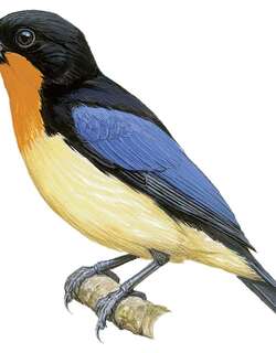 橙喉唐纳雀 / Orange-throated Tanager / Wetmorethraupis sterrhopteron