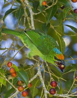 蓝顶拟䴕 / Flame-fronted Barbet / Psilopogon armillaris