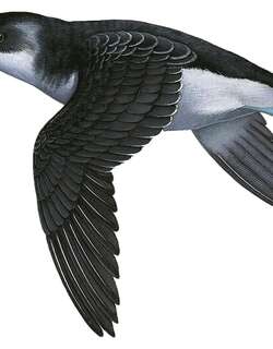 麦哲伦鹈燕 / Magellanic Diving Petrel / Pelecanoides magellani