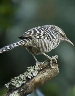 横斑曲嘴鹪鹩 / Fasciated Wren / Campylorhynchus fasciatus