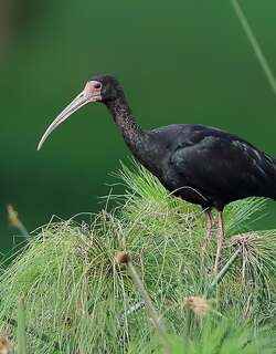 裸脸鹮 / Bare-faced Ibis / Phimosus infuscatus