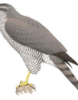 亨氏鹰 / Henst’s Goshawk / Accipiter henstii