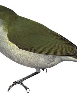 斑啄果鸟 / Spotted Berrypecker / Rhamphocharis crassirostris
