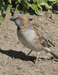 肯尼亚麻雀 / Kenya Sparrow / Passer rufocinctus