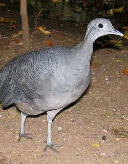 灰䳍 / Grey Tinamou / Tinamus tao