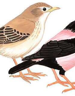 粉红椋鸟 / Rosy Starling / Pastor roseus
