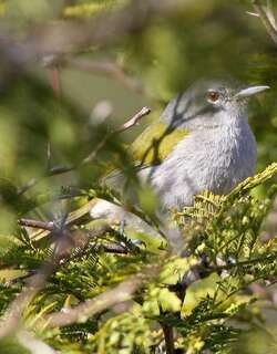 绿尾地莺 / Green-tailed Warbler / Microligea palustris