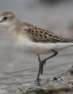 半蹼滨鹬 / Semipalmated Sandpiper / Calidris pusilla