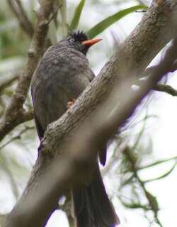 绿短脚鹎 / Reunion Bulbul / Hypsipetes borbonicus