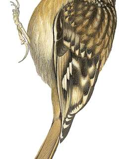 休氏旋木雀 / Hume’s Treecreeper / Certhia manipurensis