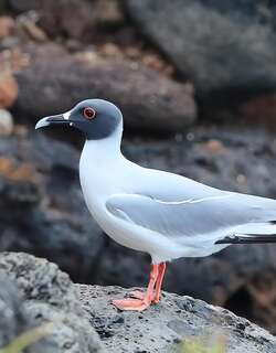 燕尾鸥 / Swallow-tailed Gull / Creagrus furcatus