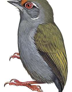 非洲姬啄木鸟 / African Piculet / Sasia africana