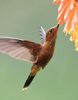 铜色星额蜂鸟 / Bronzy Inca / Coeligena coeligena