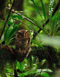 拉氏角鸮 / Rajah Scops Owl / Otus brookii