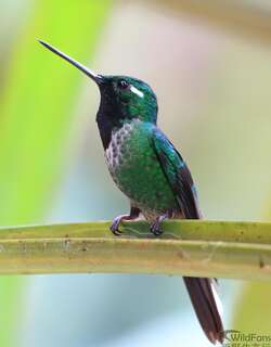 白尾梢蜂鸟 / Purple-bibbed Whitetip / Urosticte benjamini