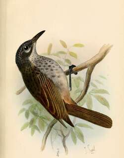 苍额吸蜜鸟 / Marbled Honeyeater / Pycnopygius cinereus