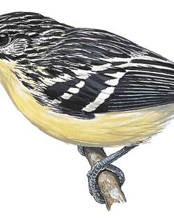 黄喉蚁鹩 / Yellow-throated Antwren / Myrmotherula ambigua