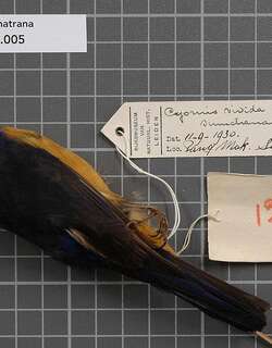 苏门答腊仙鹟 / Rufous-vented Niltava / Niltava sumatrana