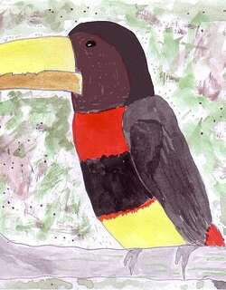 褐嘴簇舌巨嘴鸟 / Brown-mandibled Aracari / Pteroglossus mariae