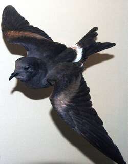 瓜岛叉尾海燕 / Guadalupe Storm Petrel / Oceanodroma macrodactyla