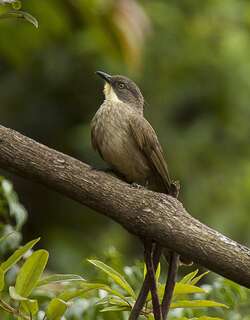 黄喉绿鹎 / Yellow-throated Greenbul / Arizelocichla chlorigula