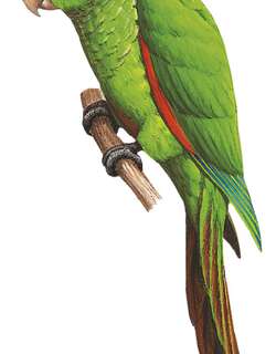 厄瓜多尔鹦哥 / El Oro Parakeet / Pyrrhura orcesi