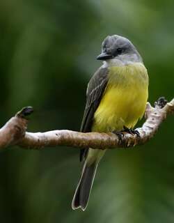 热带王霸鹟 / Tropical Kingbird / Tyrannus melancholicus