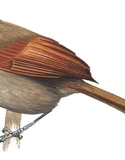 马氏针尾雀 / McConnell’s Spinetail / Synallaxis macconnelli