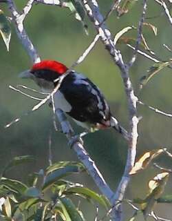 黑环须䴕 / Black-girdled Barbet / Capito dayi