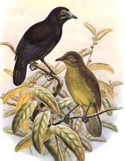 鸦嘴极乐鸟 / Loria’s Satinbird / Cnemophilus loriae