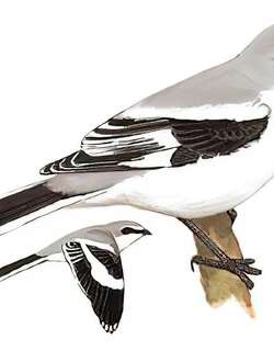 楔尾伯劳 / Chinese Grey Shrike / Lanius sphenocercus