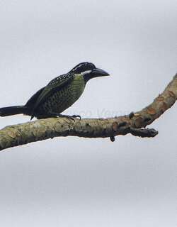丝胸拟䴕 / Hairy-breasted Barbet / Tricholaema hirsuta