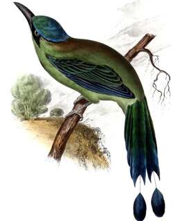 蓝顶翠鴗 / Blue-capped Motmot / Momotus coeruliceps
