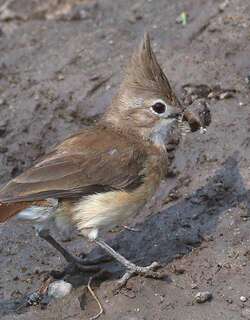 冠灶鸟 / Crested Hornero / Furnarius cristatus