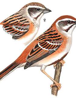 栗斑腹鹀 / Jankowski’s Bunting / Emberiza jankowskii