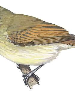 纯色斑翅霸鹟 / Unadorned Flycatcher / Myiophobus inornatus