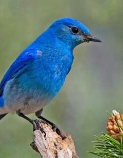 山蓝鸲 / Mountain Bluebird / Sialia currucoides
