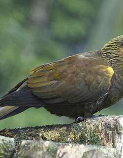 黄额褐鹦鹉 / Brown Lory / Chalcopsitta duivenbodei