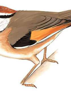 栗头雀鹛 / Rufous-winged Fulvetta / Schoeniparus castaneceps