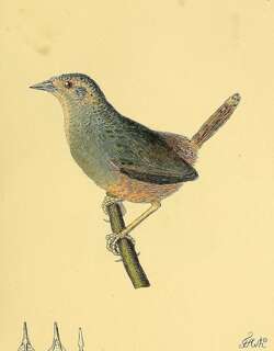 赭胁窜鸟 / Ochre-flanked Tapaculo / Eugralla paradoxa
