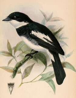 瓦氏鹟 / Ward’s Flycatcher / Pseudobias wardi