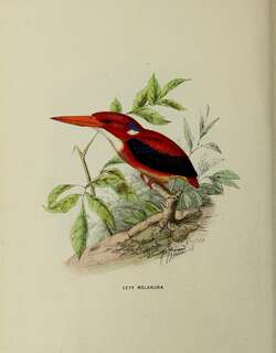 菲律宾三趾翠鸟 / Philippine Dwarf Kingfisher / Ceyx melanurus