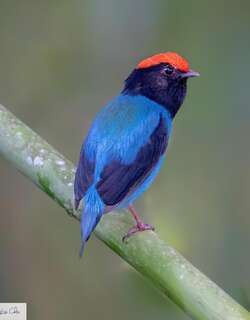 燕尾娇鹟 / Blue Manakin / Chiroxiphia caudata
