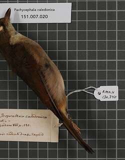 新喀啸鹟 / New Caledonian Whistler / Pachycephala caledonica