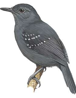 罗来马蚁鸟 / Roraiman Antbird / Myrmelastes saturatus