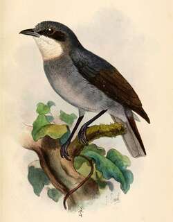 白眼丛鹟 / White-eyed Robin / Pachycephalopsis poliosoma